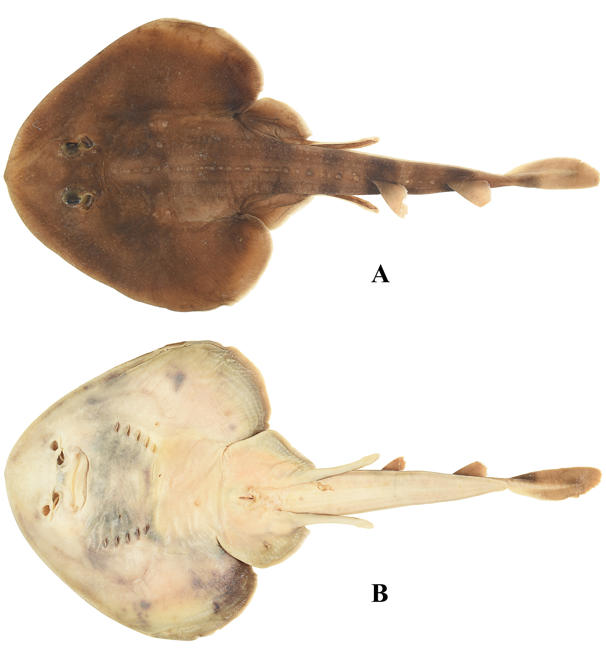 ภาพ ปลา psomadakisi (Platyrhina psomadakisi)