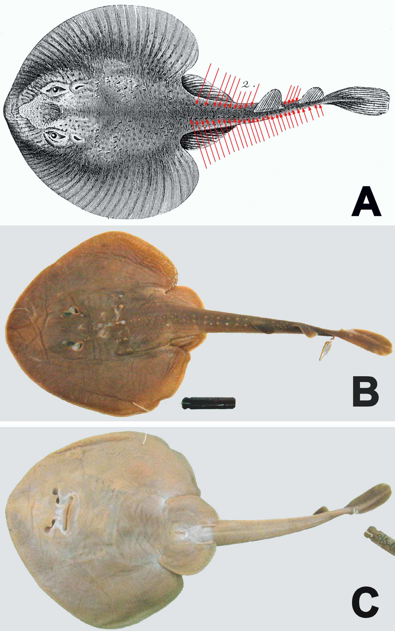ภาพ ปลา sinensis (Platyrhina sinensis)