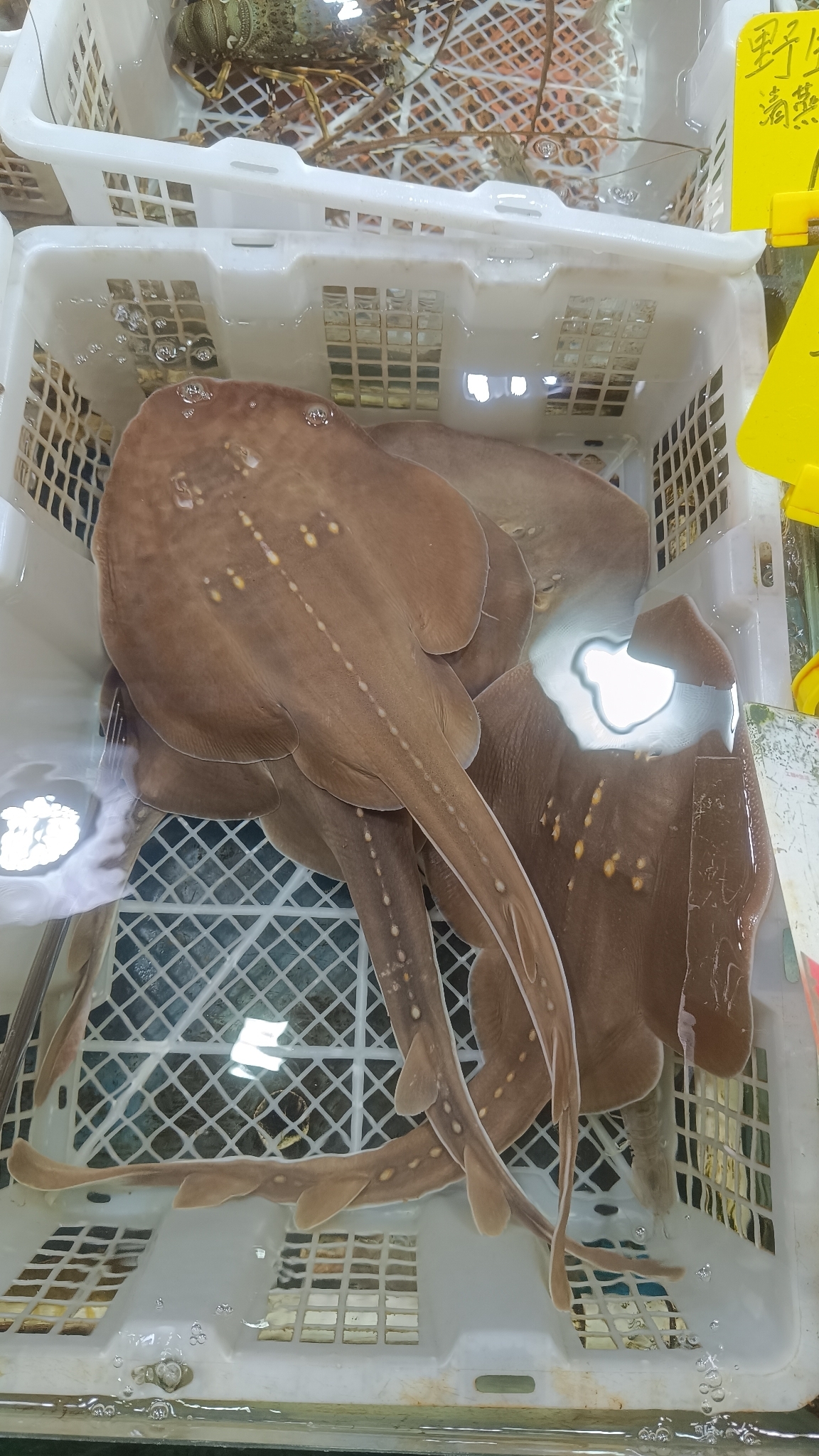 ภาพ ปลา tangi (Platyrhina tangi)