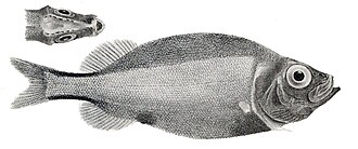 ภาพ ปลา apus (Platytroctes apus)