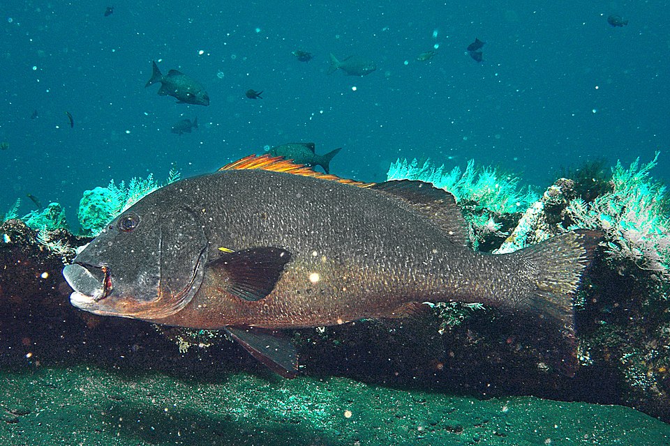 ภาพ ปลาสร้อยนกเขาแดง (Plectorhinchus albovittatus)