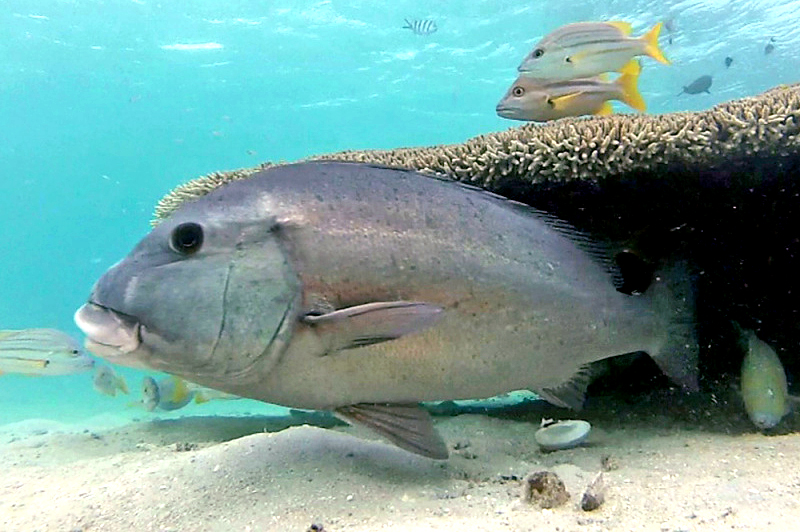 ภาพ ปลาสร้อยนกเขาน้ำเงิน (Plectorhinchus caeruleonothus)