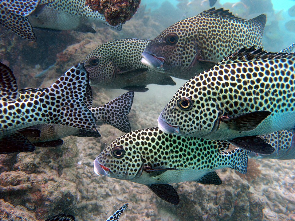 ภาพ ปลากะพงลายจุด (ปลาสร้อยนกเขาลายจุด) (Plectorhinchus chaetodonoides)