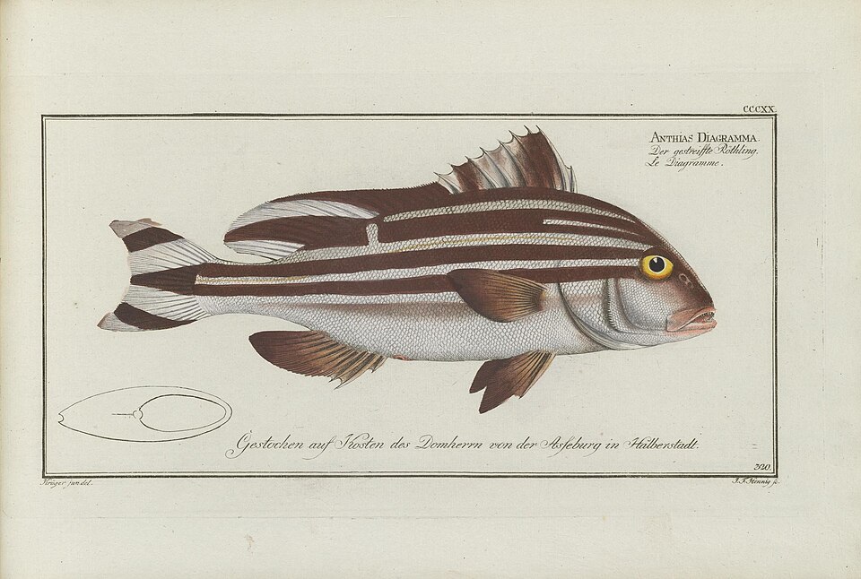 ภาพ ปลาสร้อยนกเขา diagrammus (Plectorhinchus diagrammus)