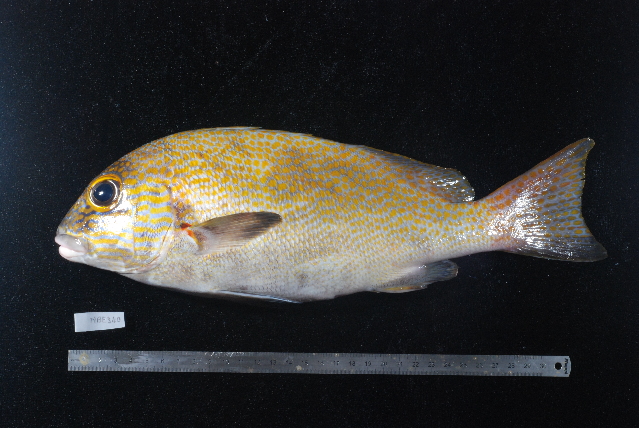 ภาพ ปลาสร้อยนกเขาทองจุด (Plectorhinchus flavomaculatus)