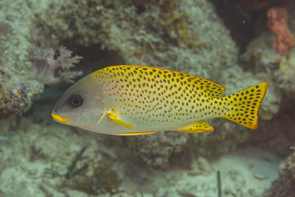 ภาพ ปลาสร้อยนกเขา gaterinus (Plectorhinchus gaterinus)