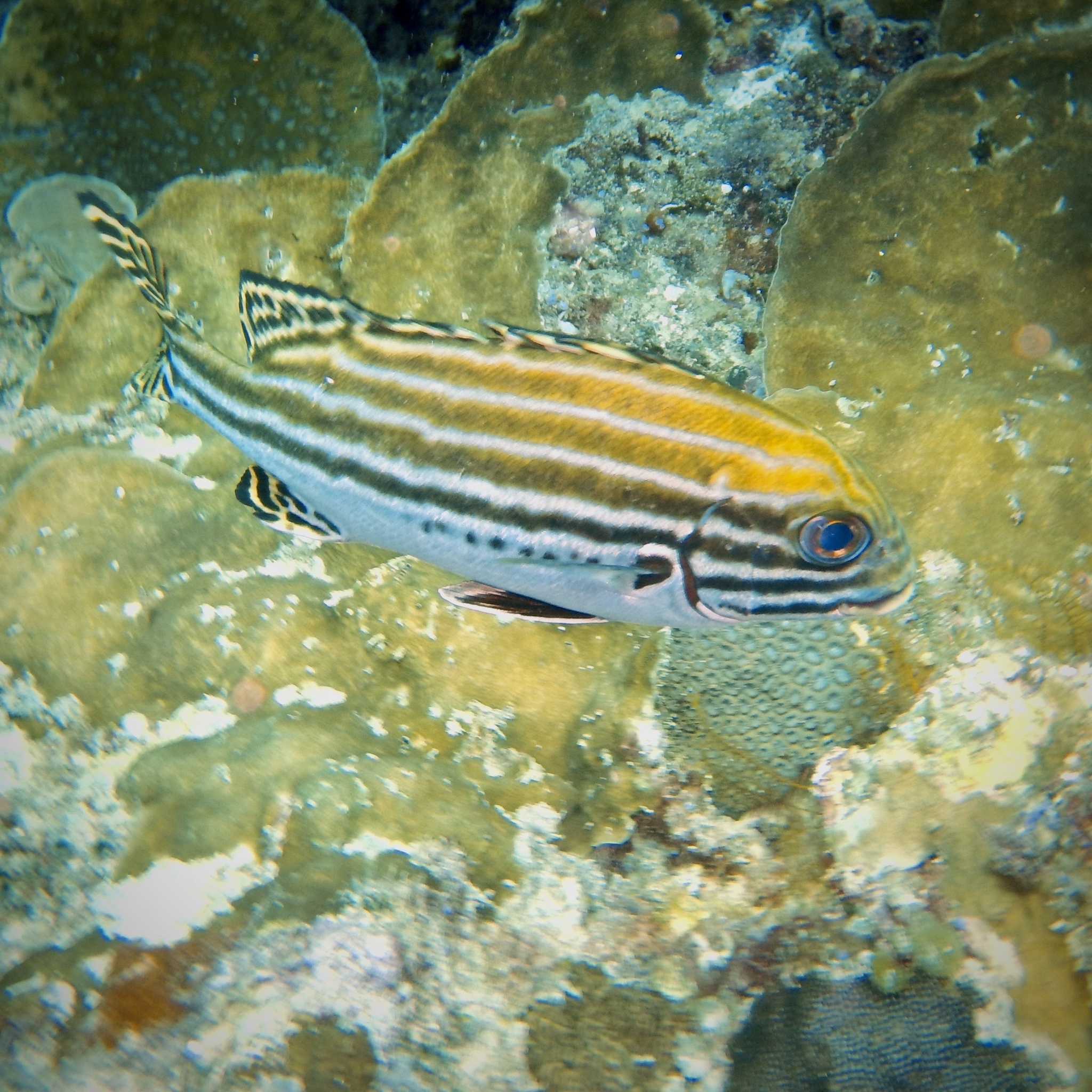 ภาพ ปลาสร้อยนกเขา lessonii (Plectorhinchus lessonii)