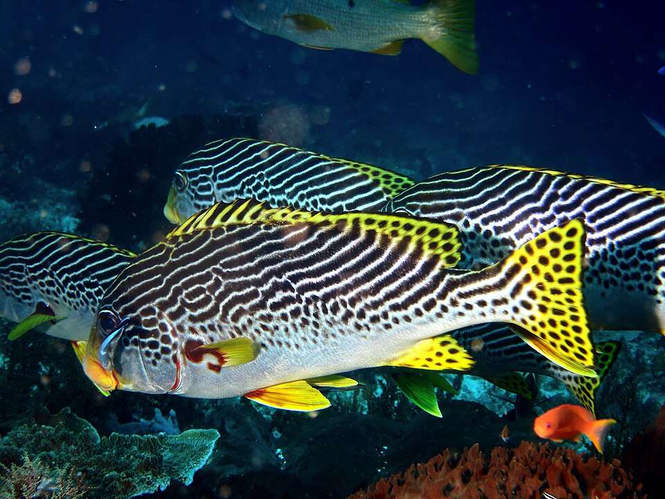 ภาพ ปลาสร้อยนกเขาลายเส้น (Plectorhinchus lineatus)