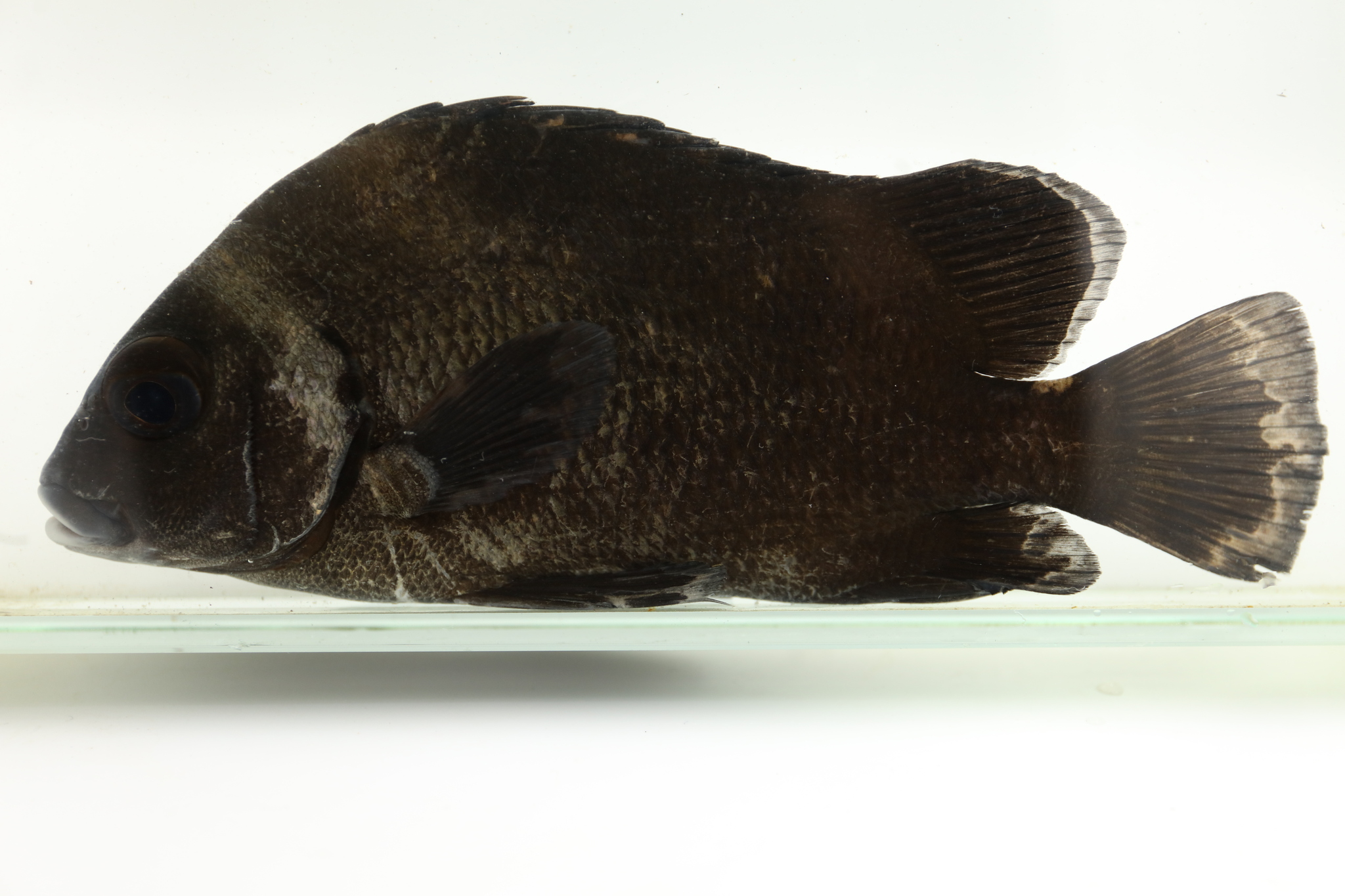 ภาพ ปลาสร้อยนกเขา macrolepis (Plectorhinchus macrolepis)