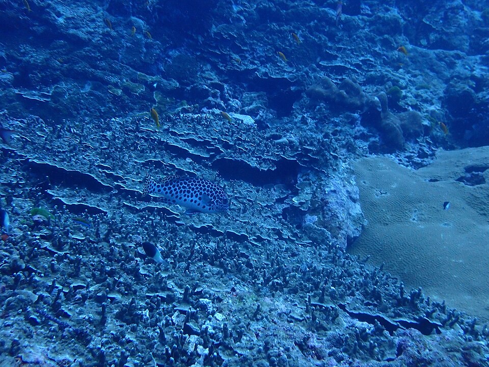 ภาพ ปลาสร้อยนกเขาอันดามัน (Plectorhinchus macrospilus)