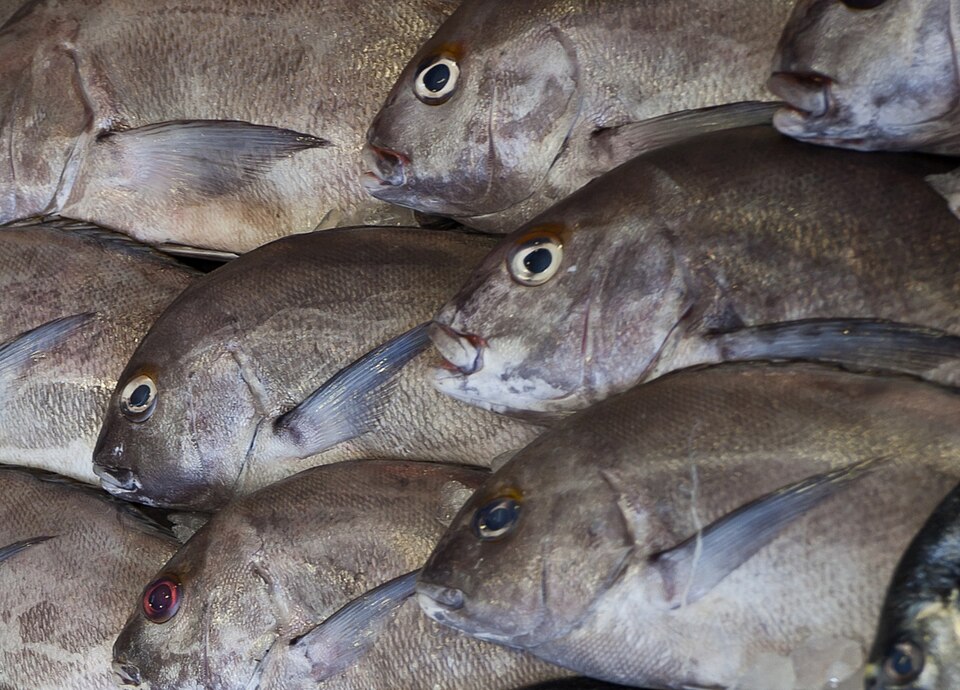 ภาพ ปลาสร้อยนกเขา mediterraneus (Plectorhinchus mediterraneus)