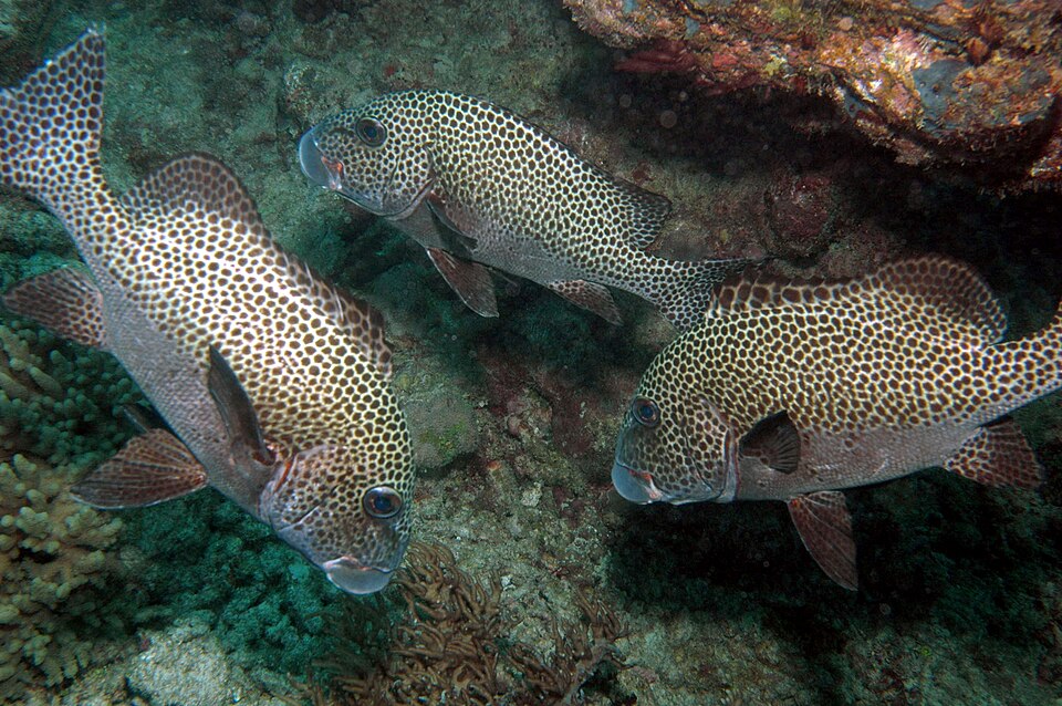 ภาพ ปลาสร้อยนกเขาลายจุด (Plectorhinchus picus)
