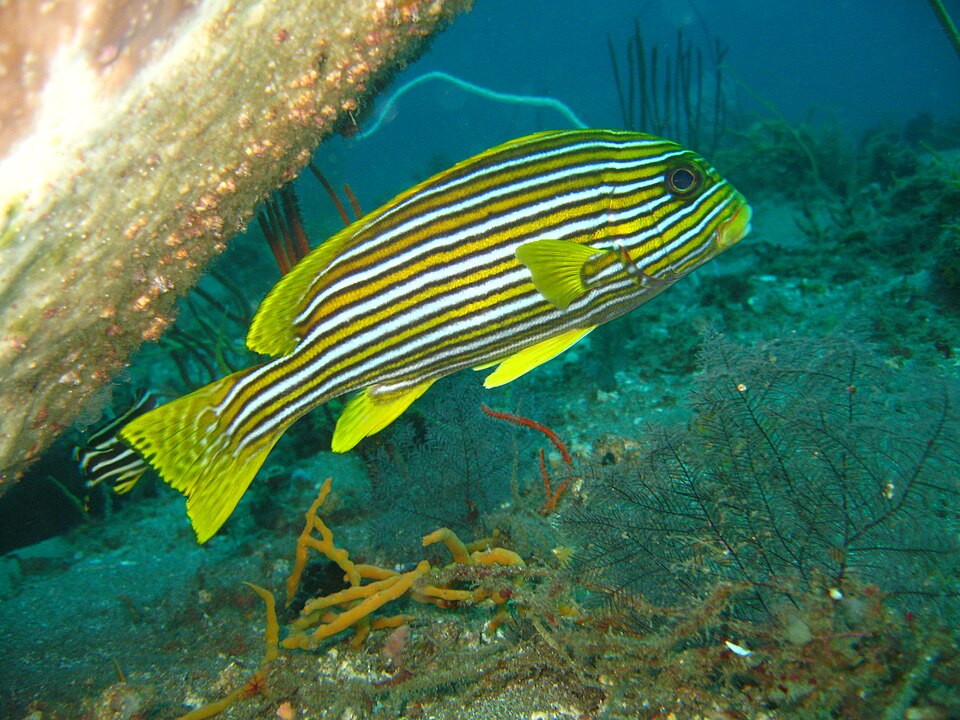 ภาพ ปลาสร้อยนกเขาริบบิ้น (Plectorhinchus polytaenia)