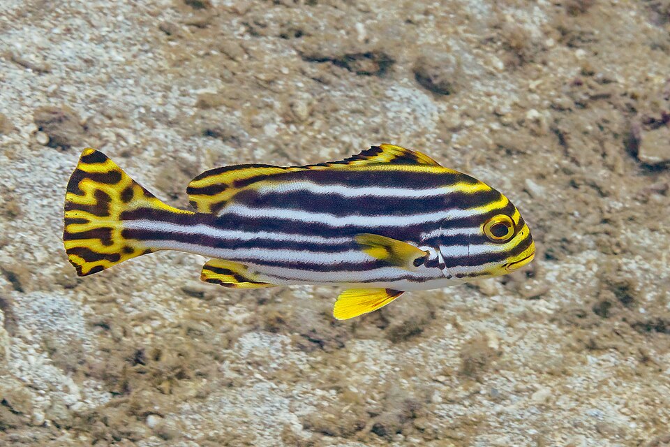 ภาพ ปลาสร้อยนกเขาลายขวาง (Plectorhinchus vittatus)