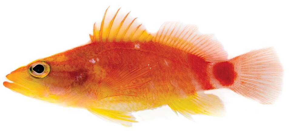 ภาพ ปลานางฟ้าแคระ ahiahiata (Plectranthias ahiahiata)