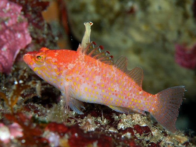 ภาพ ปลานางฟ้าแคระ altipinnatus (Plectranthias altipinnatus)