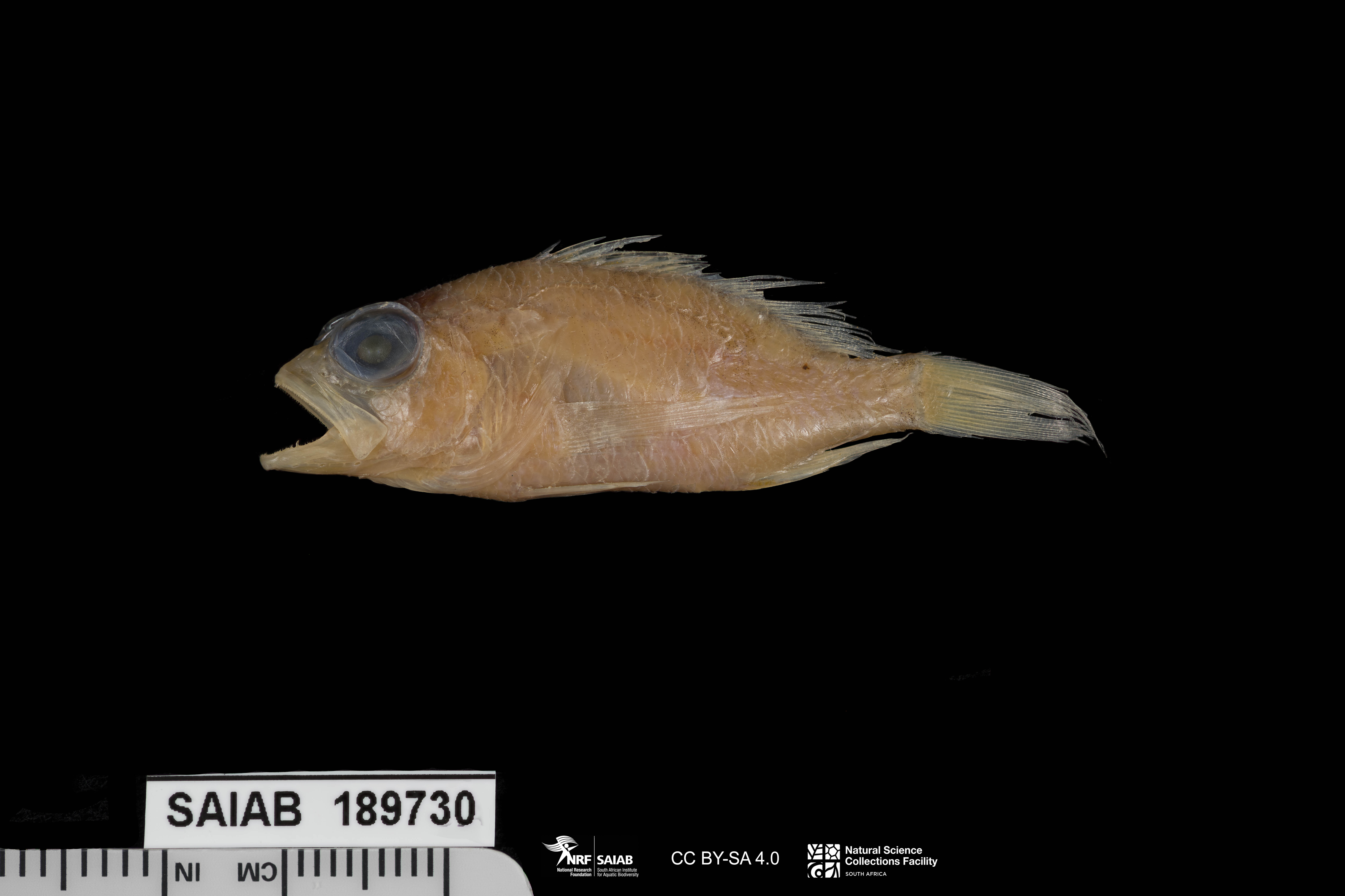 ภาพ ปลานางฟ้าแคระ bauchotae (Plectranthias bauchotae)