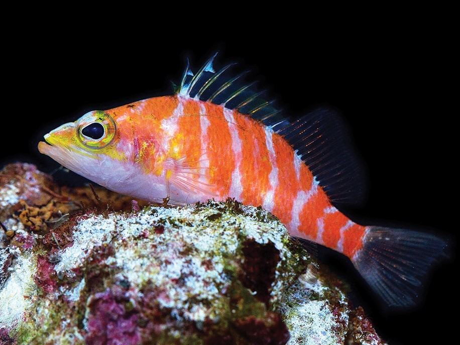 ภาพ ปลานางฟ้าแคระ bennetti (Plectranthias bennetti)