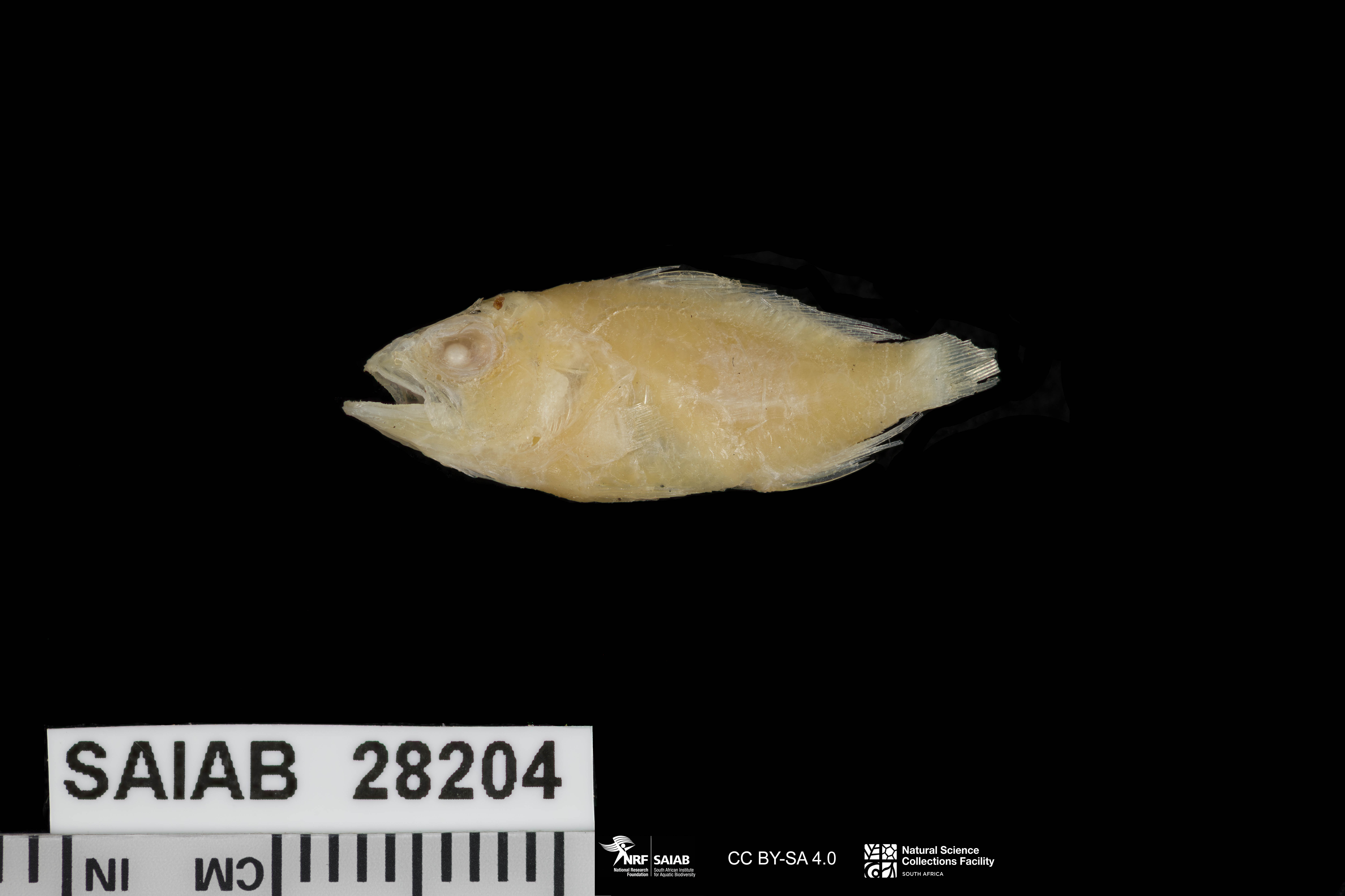 ภาพ ปลานางฟ้าแคระ elaine (Plectranthias elaine)