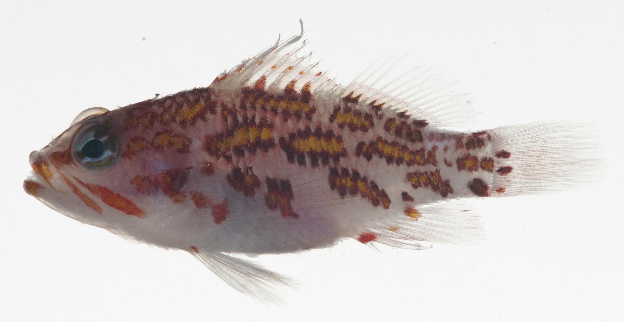 ภาพ ปลานางฟ้าแคระเปลวไฟ (Plectranthias flammeus)