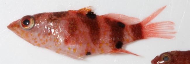 ภาพ ปลานางฟ้าแคระ fourmanoiri (Plectranthias fourmanoiri)