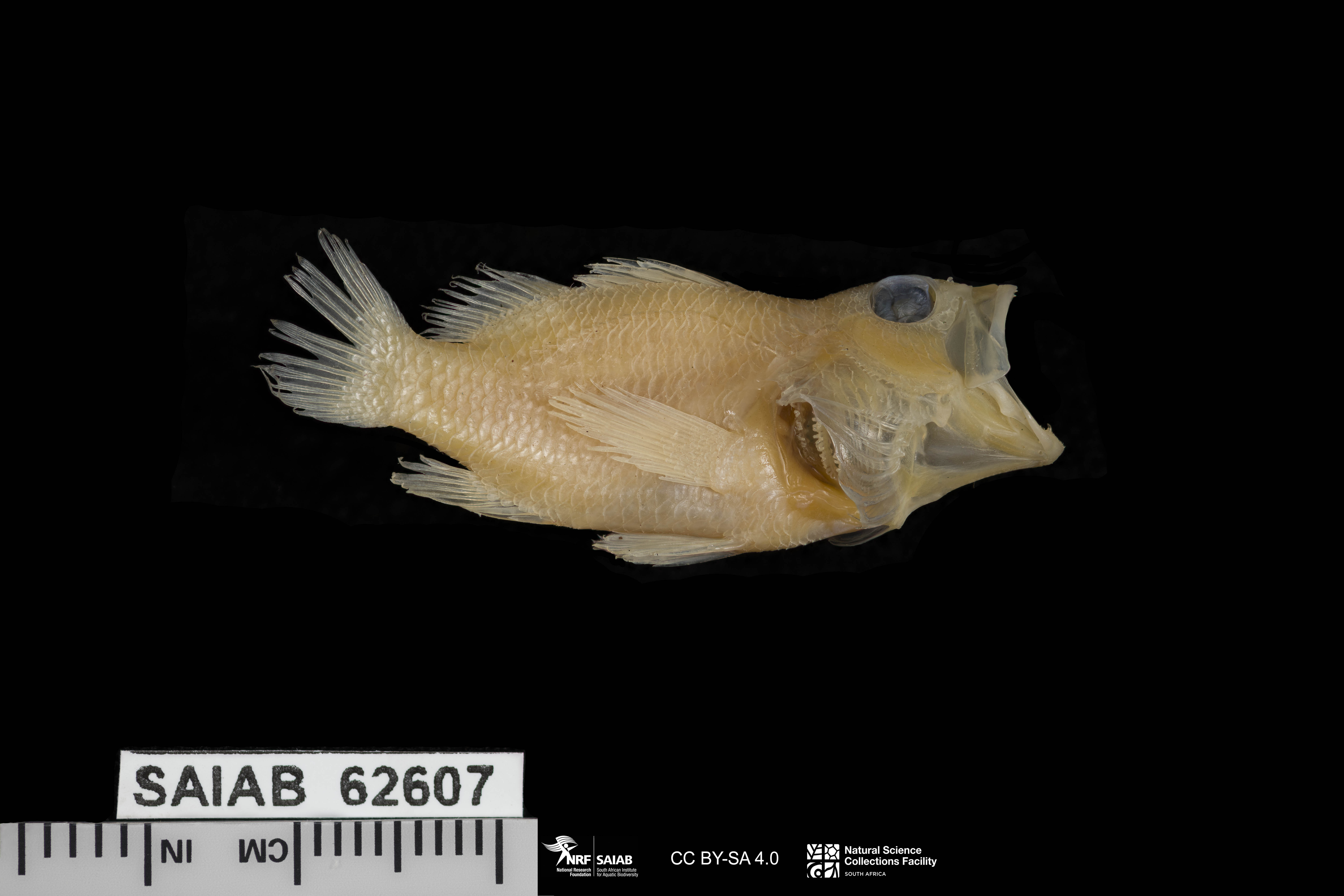 ภาพ ปลานางฟ้าแคระ gardineri (Plectranthias gardineri)