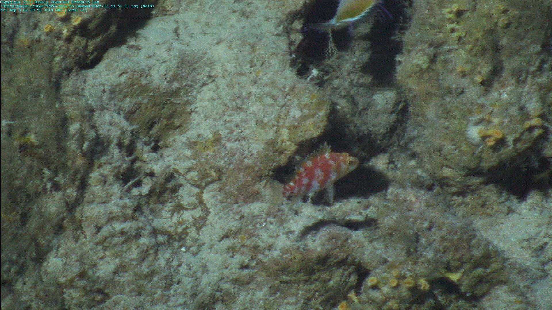 ภาพ ปลานางฟ้าแคระ helenae (Plectranthias helenae)