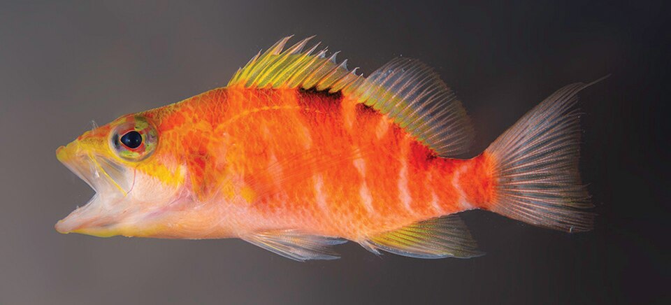 ภาพ ปลานางฟ้าแคระ hinano (Plectranthias hinano)
