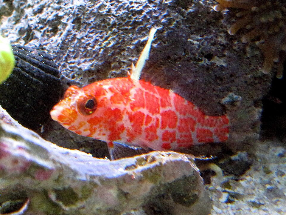 ภาพ ปลานางฟ้าแคระ inermis (Plectranthias inermis)