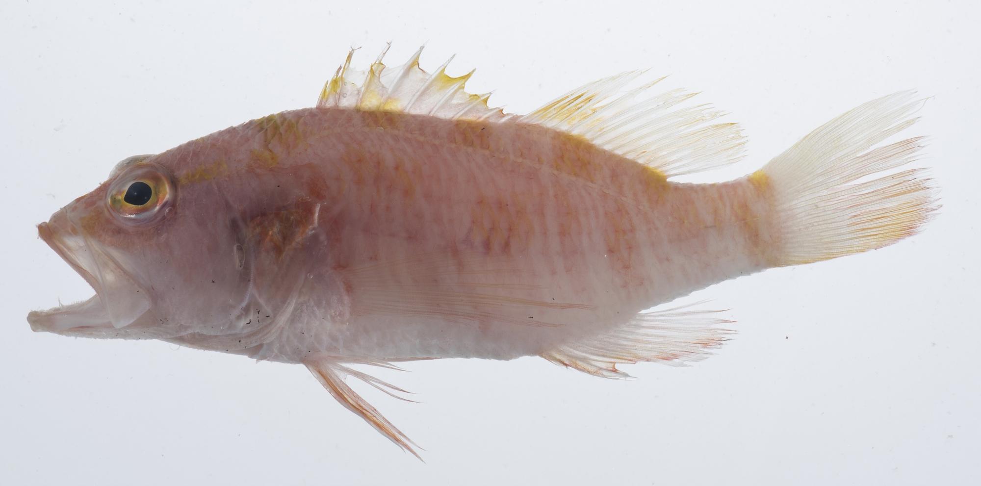 ภาพ ปลานางฟ้าแคระ japonicus (Plectranthias japonicus)