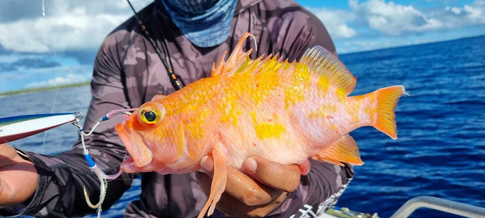 ภาพ ปลานางฟ้าแคระ kamii (Plectranthias kamii)