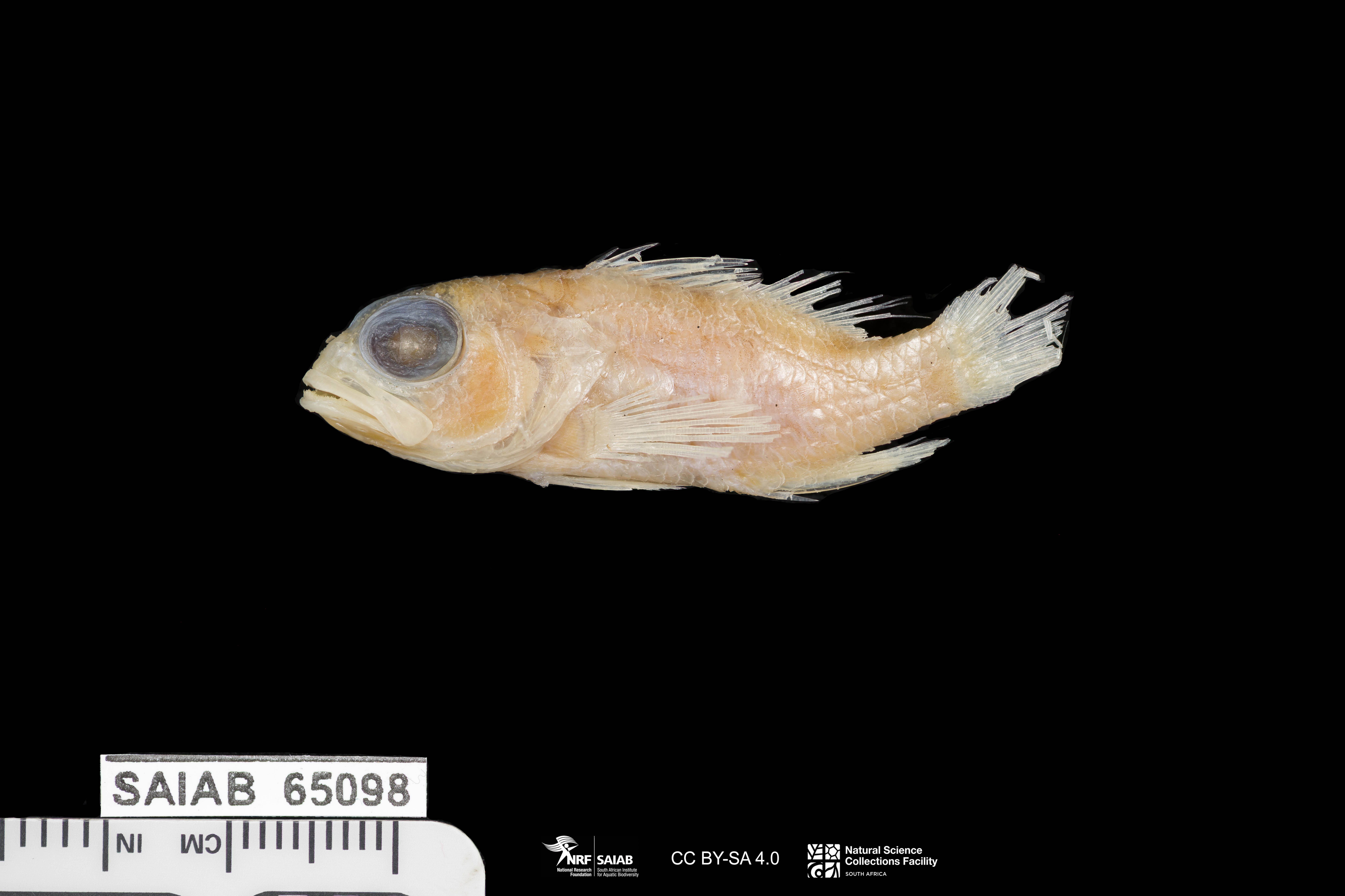 ภาพ ปลานางฟ้าแคระ klausewitzi (Plectranthias klausewitzi)