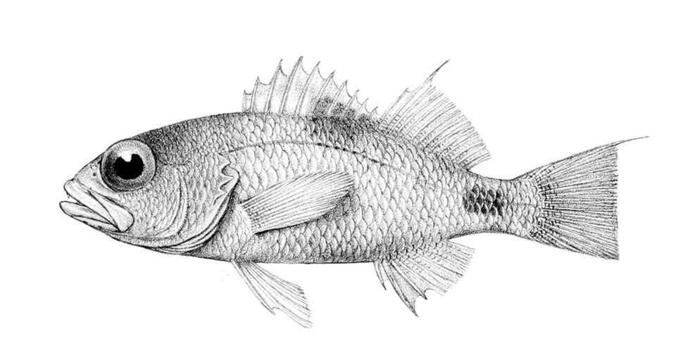 ภาพ ปลานางฟ้าแคระ maculicauda (Plectranthias maculicauda)