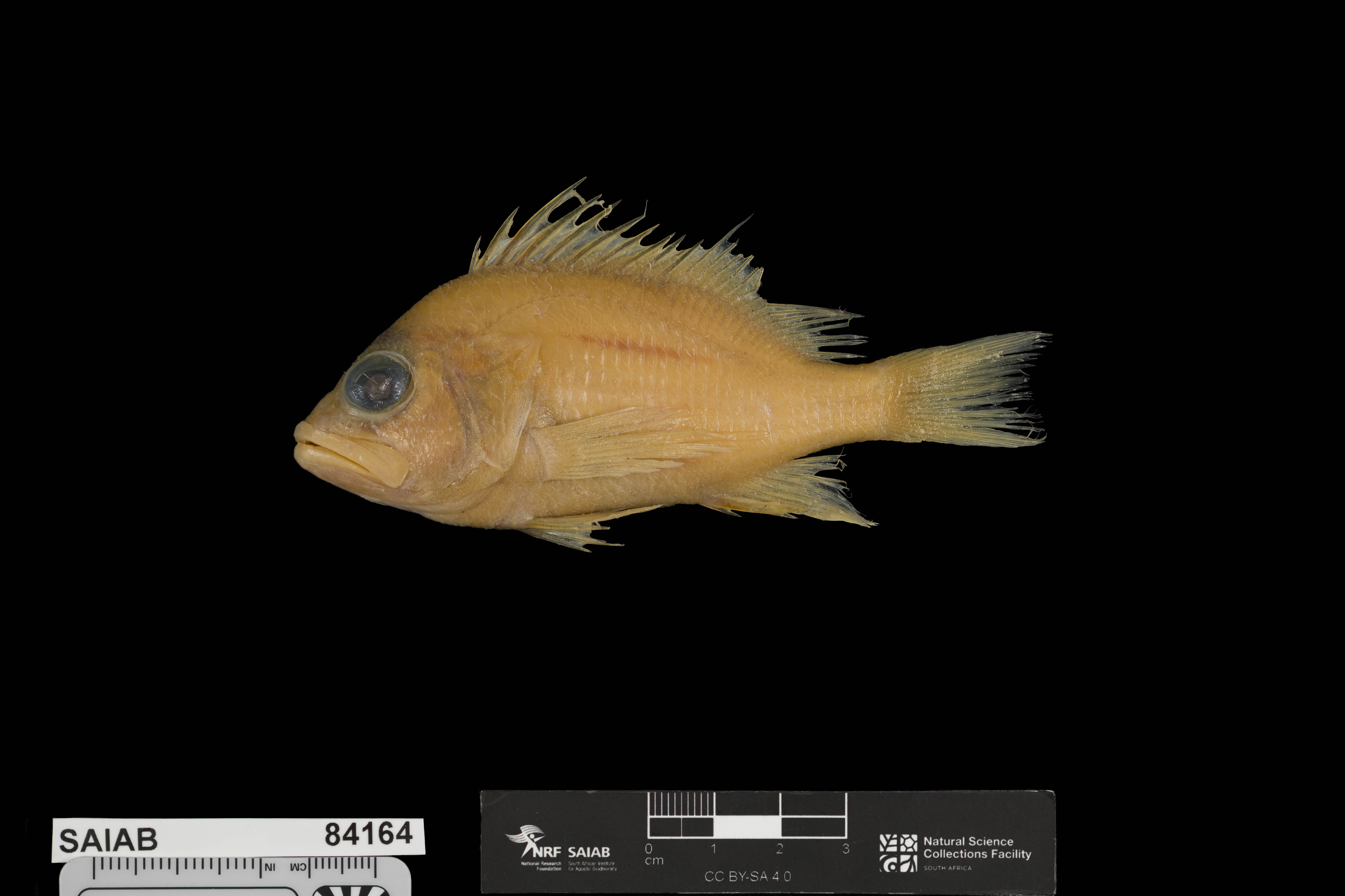 ภาพ ปลานางฟ้าแคระ morgansi (Plectranthias morgansi)