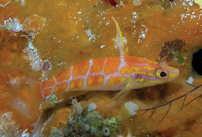 ภาพ ปลานางฟ้าแคระ polygonius (Plectranthias polygonius)