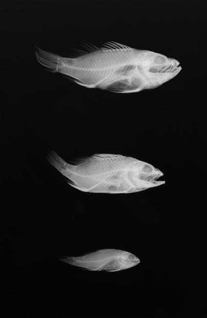 ภาพ ปลานางฟ้าแคระ retrofasciatus (Plectranthias retrofasciatus)