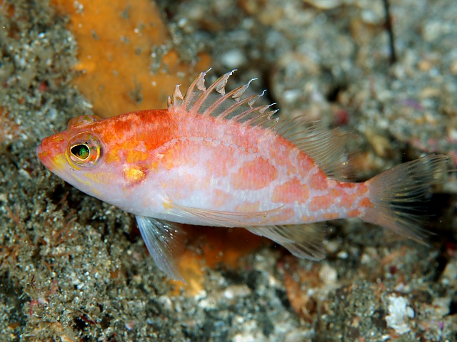 ภาพ ปลานางฟ้าแคระ sagamiensis (Plectranthias sagamiensis)