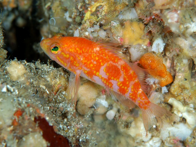 ภาพ ปลานางฟ้าแคระ takasei (Plectranthias takasei)