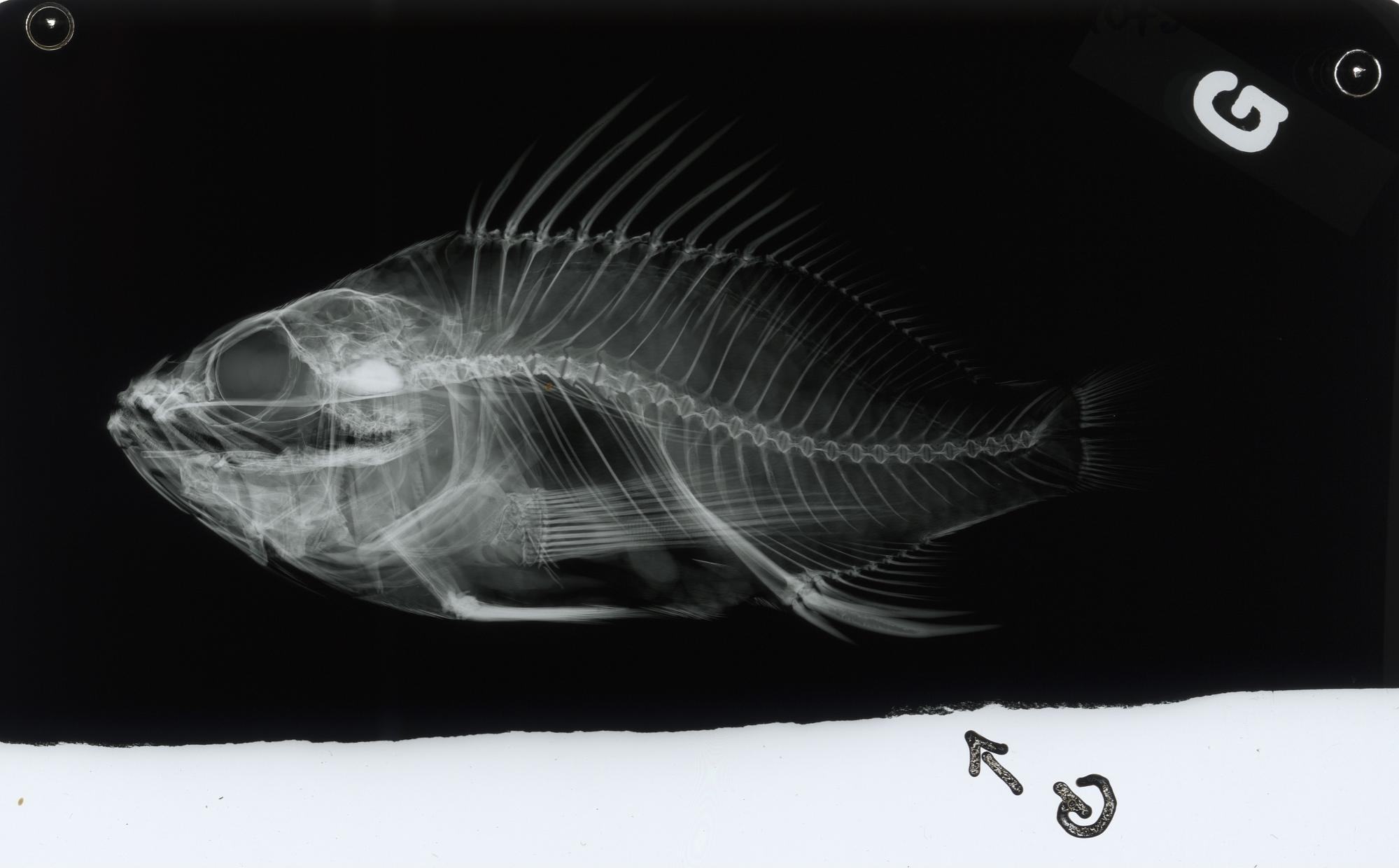 ภาพ ปลานางฟ้าแคระ vexillarius (Plectranthias vexillarius)