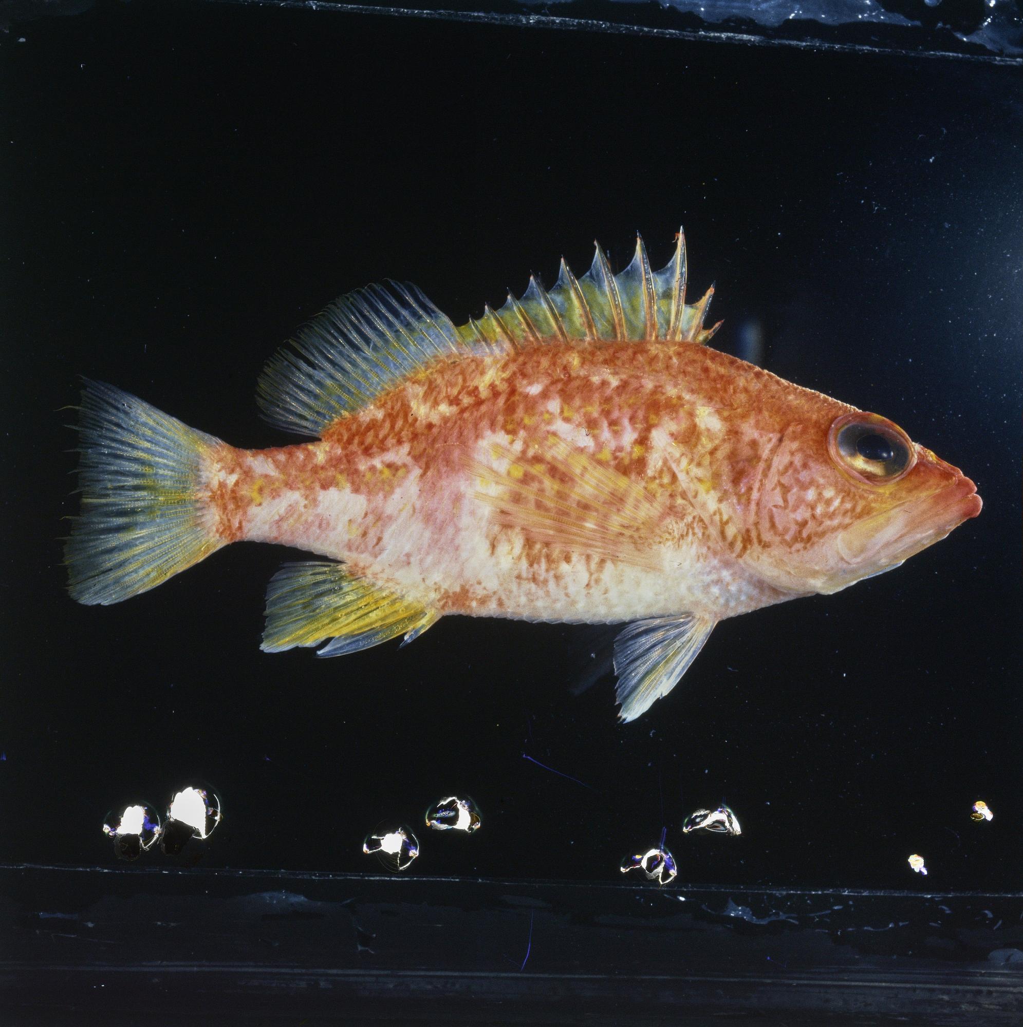 ภาพ ปลานางฟ้าแคระลายจุด (Plectranthias wheeleri)