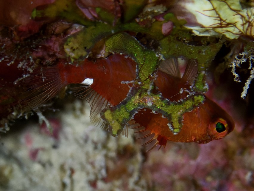 ภาพ ปลานางฟ้าแคระ winniensis (Plectranthias winniensis)
