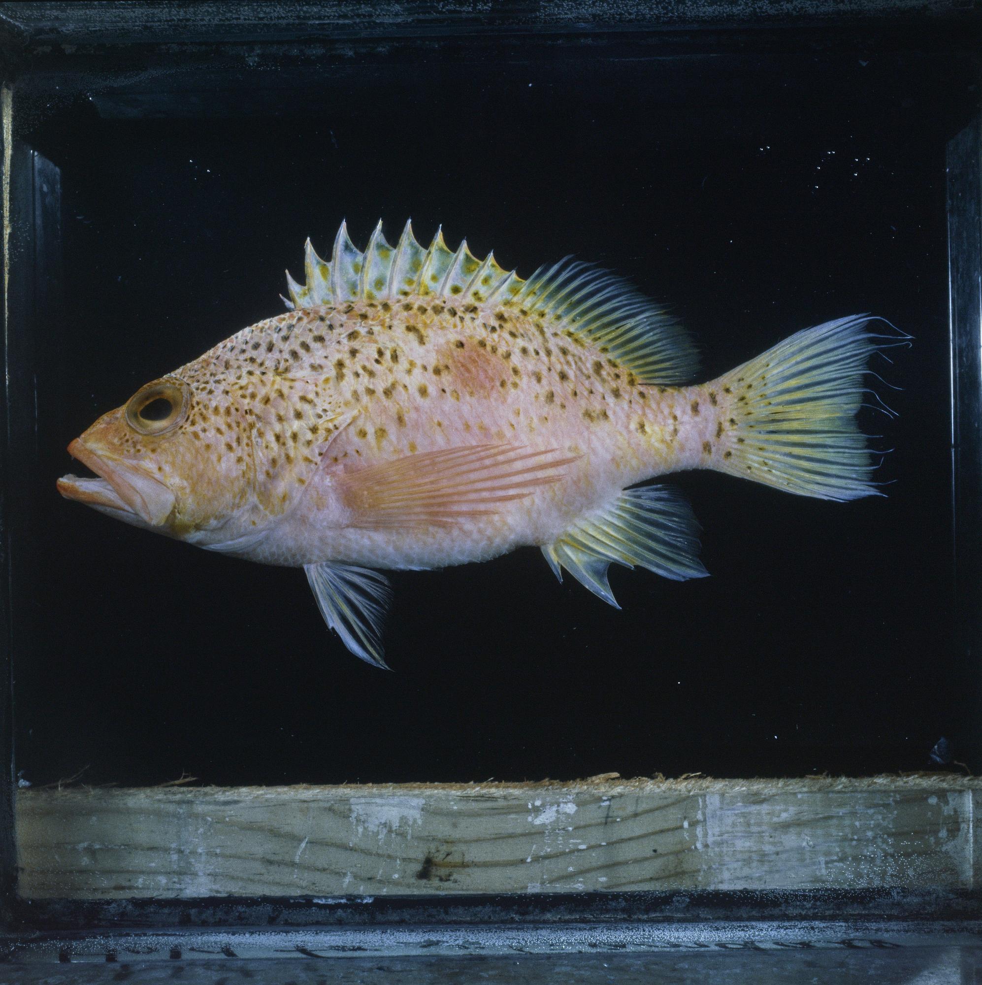 ภาพ ปลานางฟ้าแคระ yamakawai (Plectranthias yamakawai)