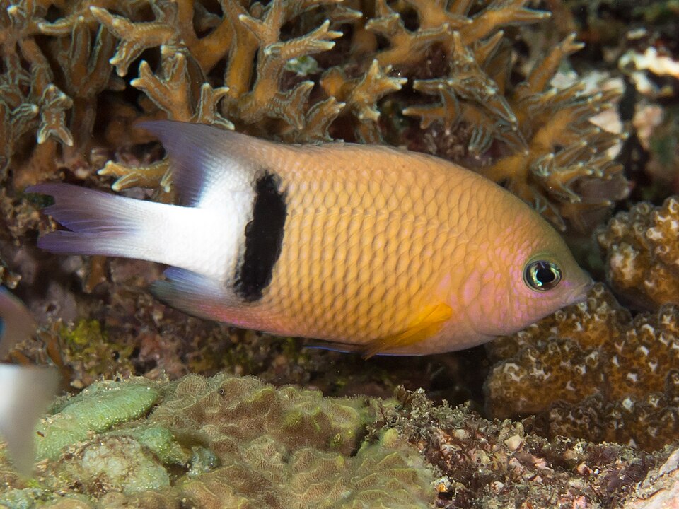 ภาพ ปลาสลิดหินเอวดำ (Plectroglyphidodon dickii)