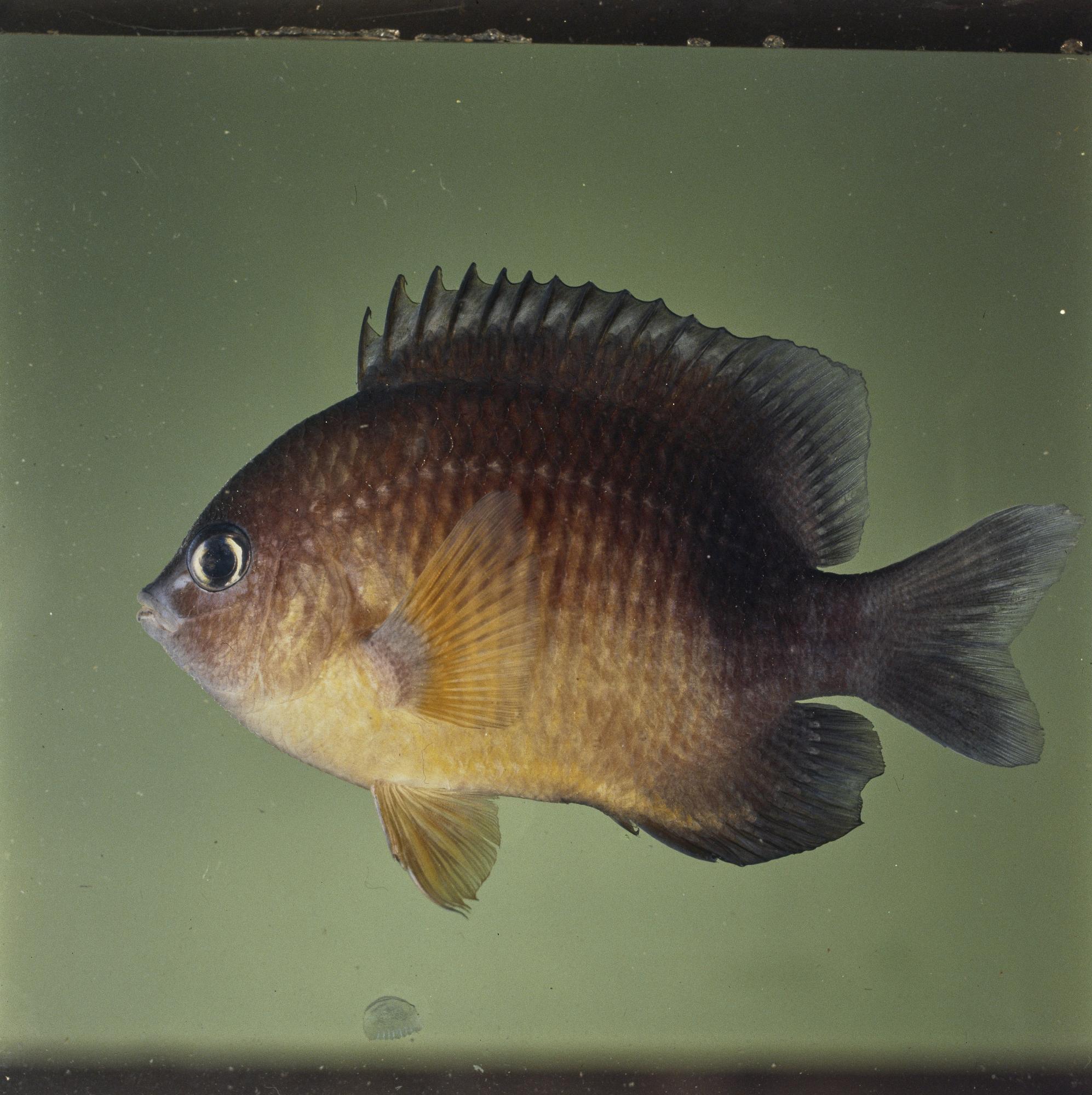 ภาพ ปลาสลิดหิน flaviventris (Plectroglyphidodon flaviventris)