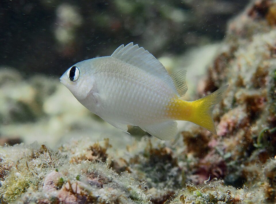 ภาพ ปลาสลิดหินสด (Plectroglyphidodon imparipennis)