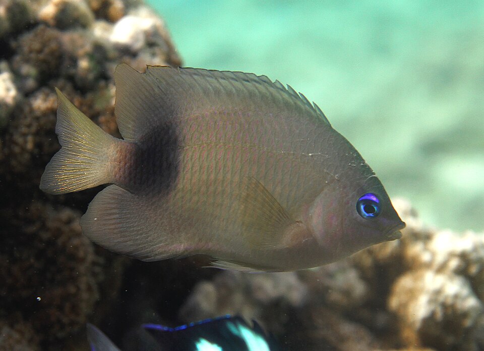 ภาพ ปลาสลิดหินน้ำเงิน (Plectroglyphidodon johnstonianus)