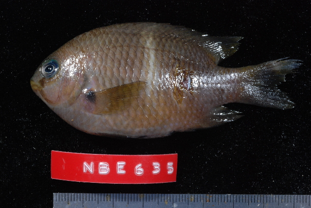 ภาพ ปลาสลิดหิน leucozonus (Plectroglyphidodon leucozonus)