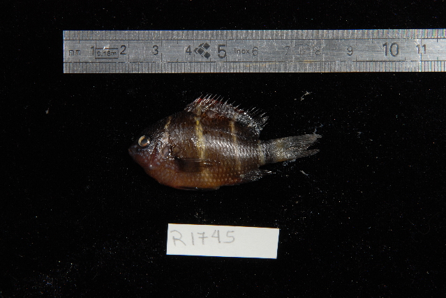 ภาพ ปลาสลิดหิน phoenixensis (Plectroglyphidodon phoenixensis)