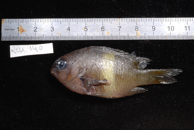 ภาพ ปลาสลิดหิน randalli (Plectroglyphidodon randalli)