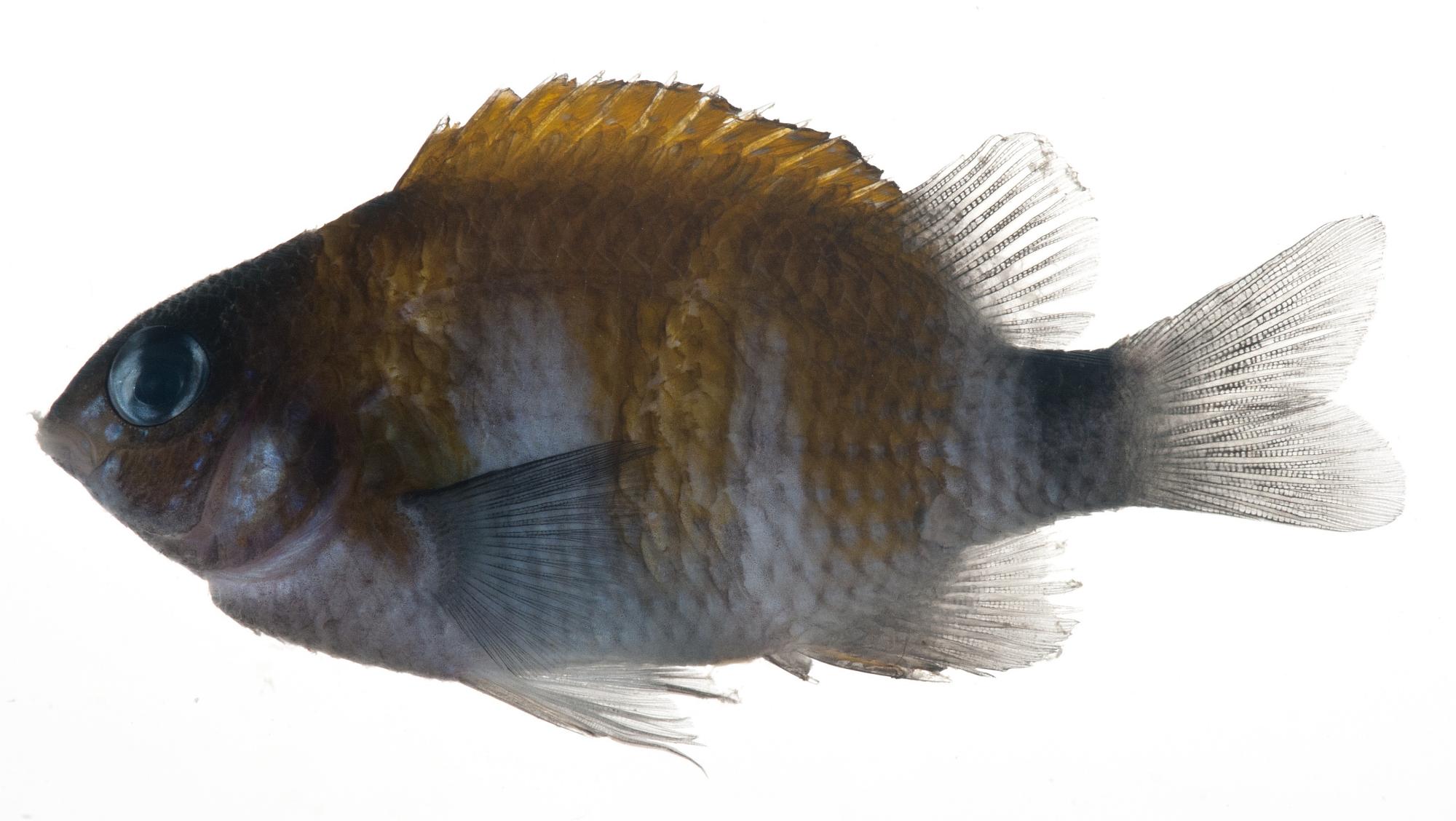 ภาพ ปลาสลิดหิน sagmarius (Plectroglyphidodon sagmarius)